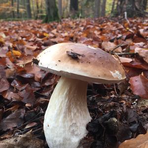 King Bolete