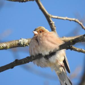 Eurasian Chaffinch