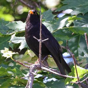 Eurasian Blackbird