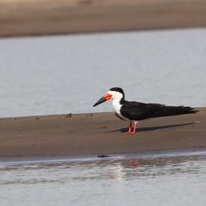 Black Skimmer