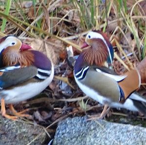 Mandarin Duck