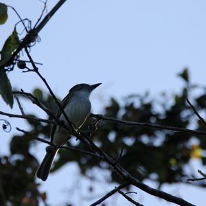 Eastern Wood-pewee