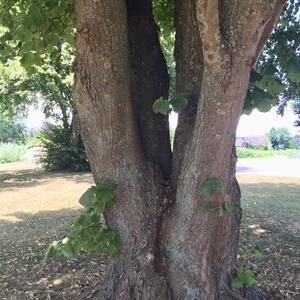 Large-leaved Linden