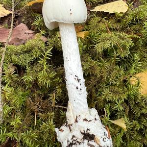 Destroying Angel