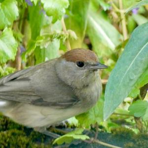 Blackcap