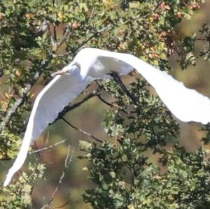 Great Egret