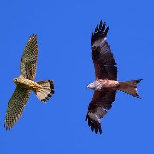 Common Kestrel