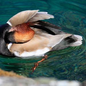 Red-crested Pochard