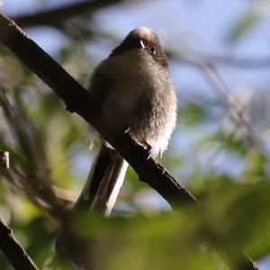 Long-tailed Tit