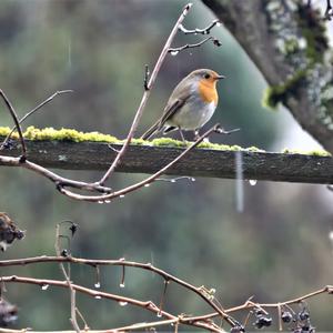 European Robin