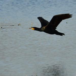 Great Cormorant