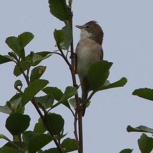 Common Whitethroat