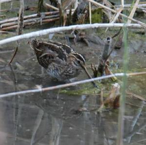 Common Snipe