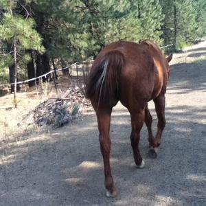 American Quarter Horse