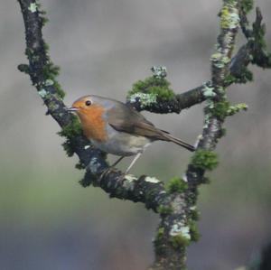 European Robin