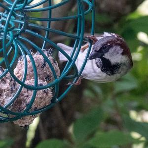 House Sparrow