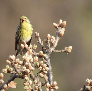 European Serin