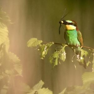 European Bee-eater