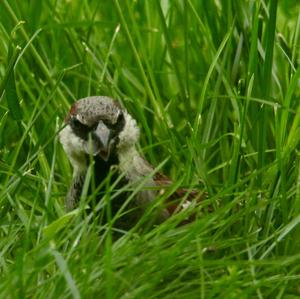 House Sparrow