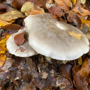 Cloudy Clitocybe