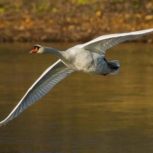 Mute Swan