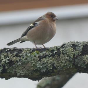 Eurasian Chaffinch