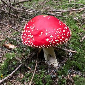 Fly Agaric