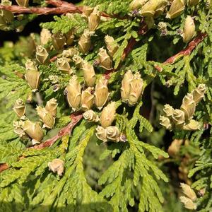 Arborvitae (Eastern)