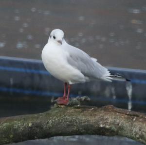 Black-headed Gull