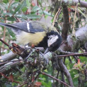 Great Tit