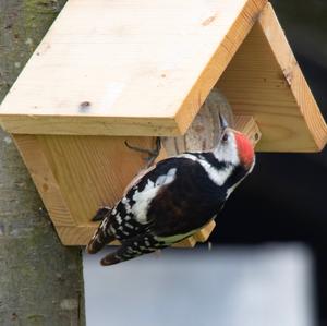 Middle Spotted Woodpecker