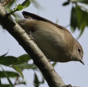 Garden Warbler