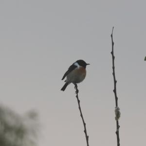 European stonechat