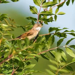 Common Whitethroat