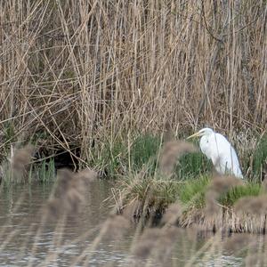 Great Egret