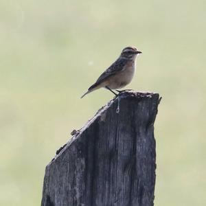 Whinchat