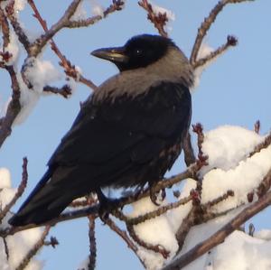 Hooded Crow