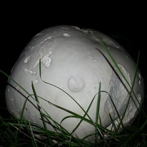 Giant Puffball