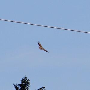 Common Buzzard