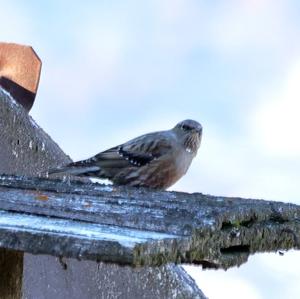 Alpine Accentor