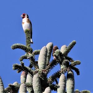 European Goldfinch