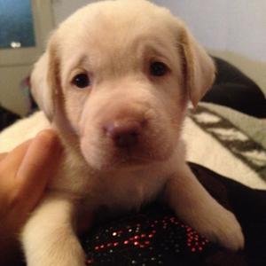 Retriever (Labrador)