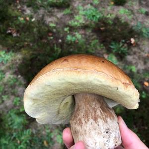 Summer Bolete