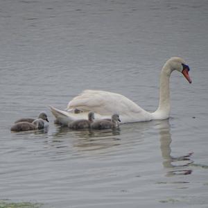 Mute Swan