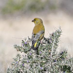 European Greenfinch