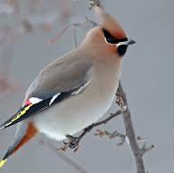 Bohemian Waxwing