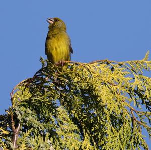 European Greenfinch