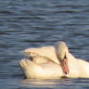 Mute Swan