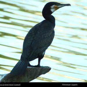 Great Cormorant