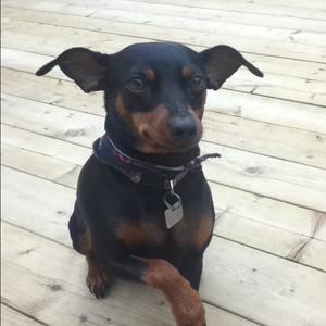 Zwergpinscher